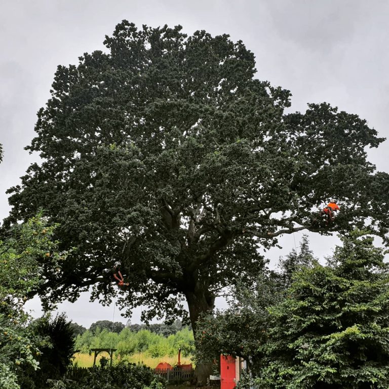 Pruning